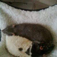 Re: The post a picture of your pet thread!