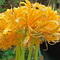 Lilly