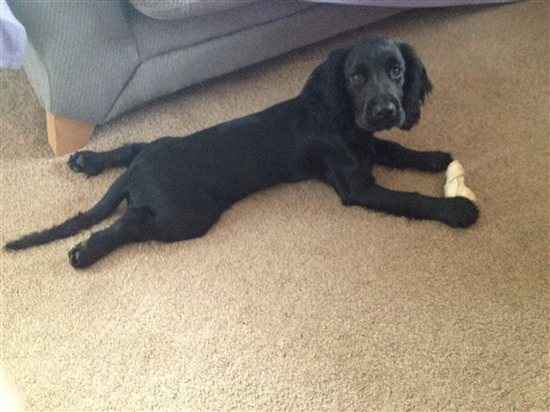 Re: Otters Pet picture flash!