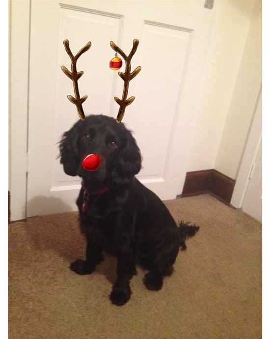 Re: Christmas-ing photos