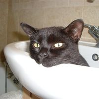 Re: Cat Owners .... cat with floppy tail ....