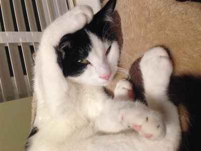 poor puss has burnt his paw