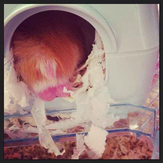 Re: She has testicles!