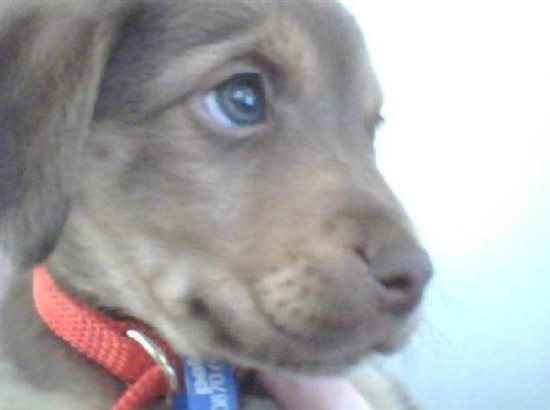 Pet flashes?