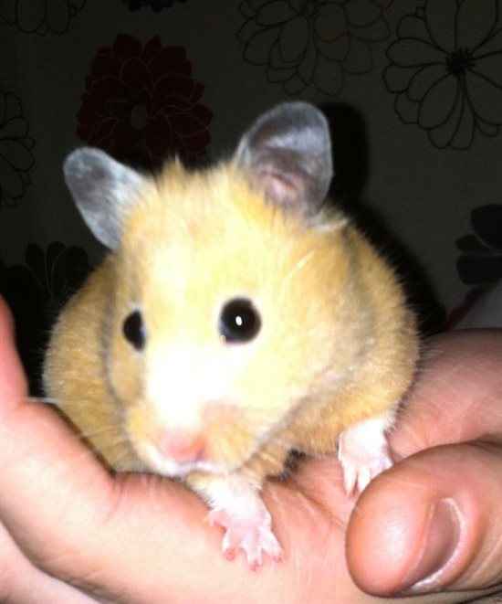 Re: Shameless Pet Flash