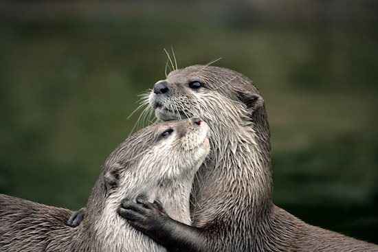 Re: Thank you Otters and some good news!
