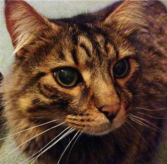 Re: Pet flashes?
