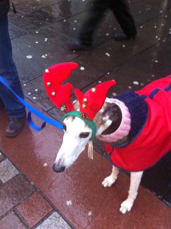 Re: a little festive flash from today     :-)