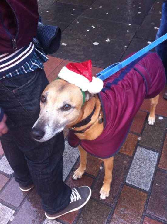 Re: a little festive flash from today     :-)