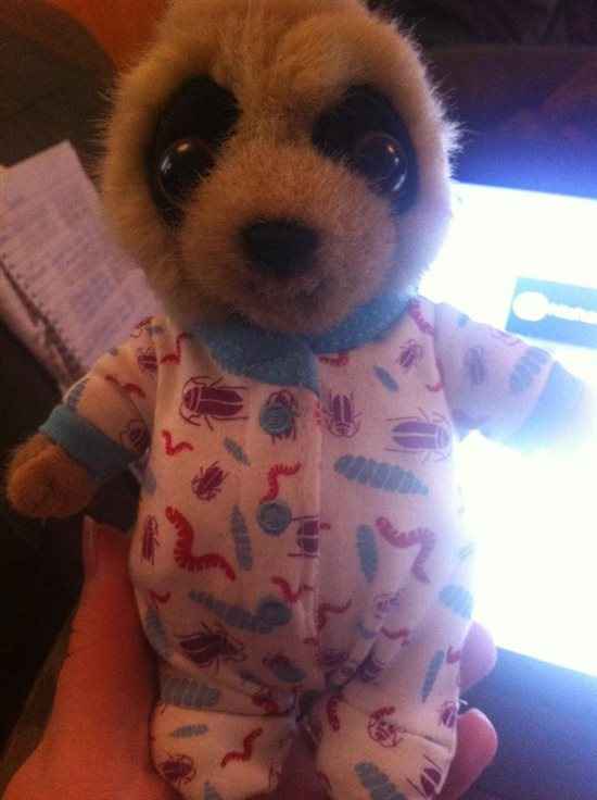 Re: Anyone claimed a Meerkat toy?
