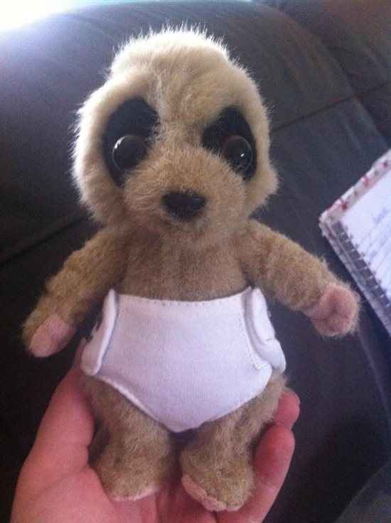 Re: Anyone claimed a Meerkat toy?