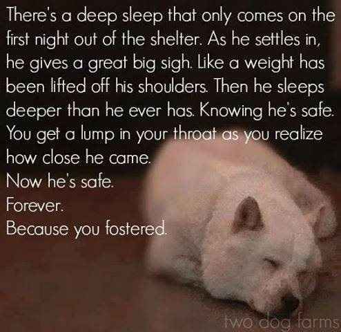 For those who've fostered pets..