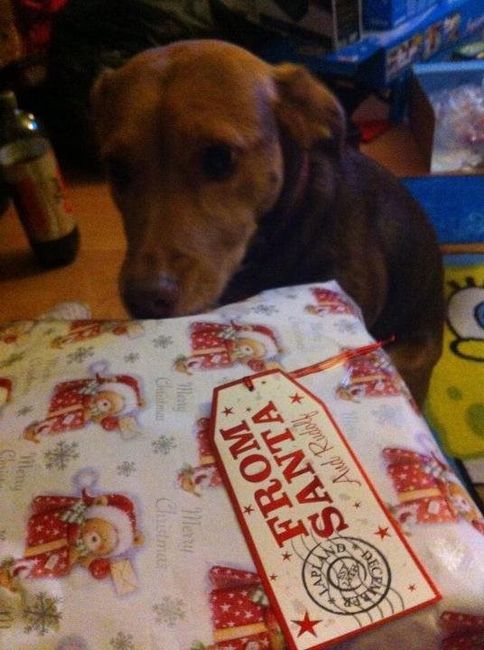 Re: Festive pets