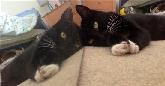 Re: Pet flashes?