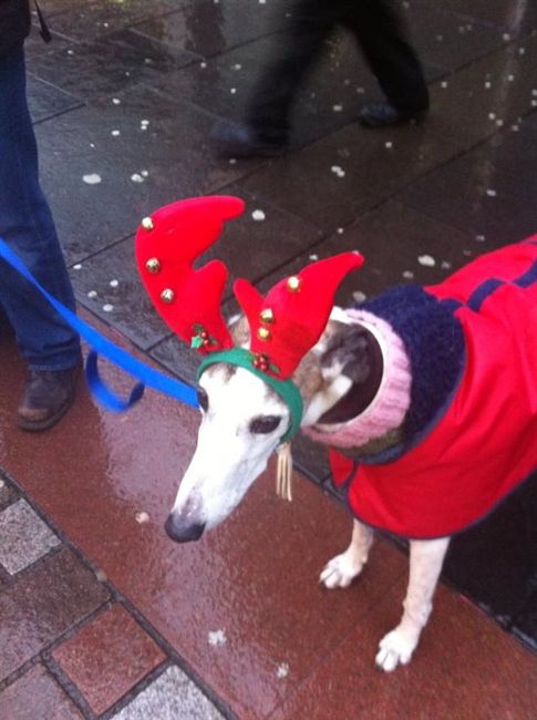 Re: a little festive flash from today     :-)