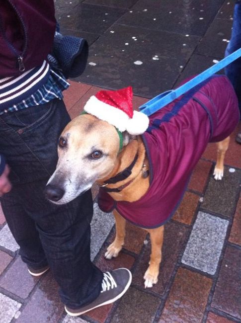 Re: a little festive flash from today     :-)