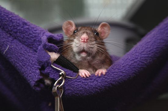 Re: Pets do the funniest things...any crazy funny pet pics??