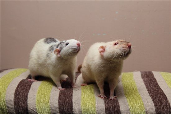 Re: Pets do the funniest things...any crazy funny pet pics??