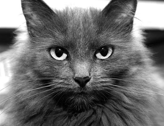 Latest Feline addition - Apologies, this was meant to be in the Off Topic forums....