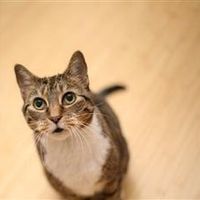 Re: o/t i think with all this pet talk, we need to flash our furry friends........