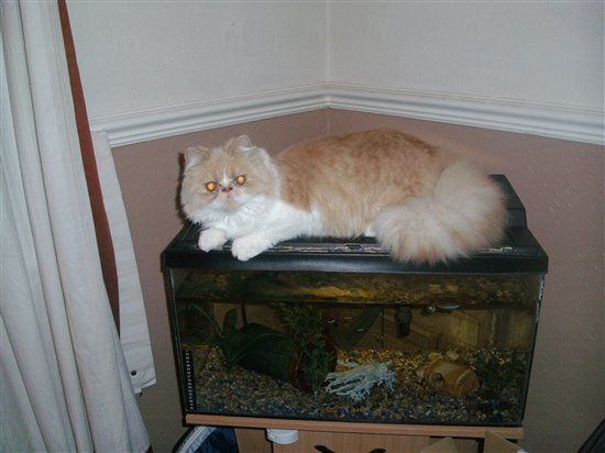 Re: Cat owners i desperately need you!!! My cats ill, please help sorry tmi in here