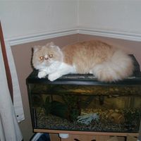 Re: Cat owners i desperately need you!!! My cats ill, please help sorry tmi in here