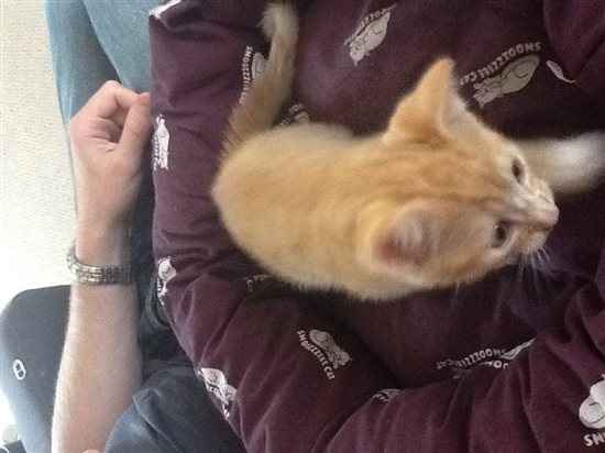 Re: Please help me name my kitty cat!