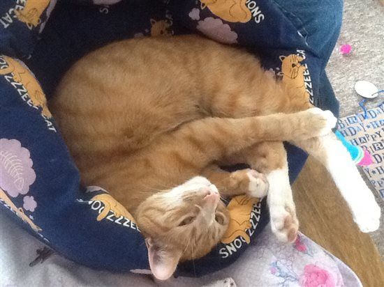 Re: Show me your pets