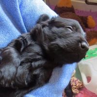 Re: Could this be our new puppy?