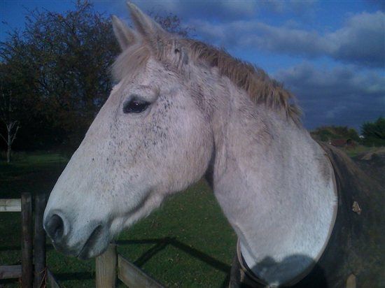 Re: Anybody ever ridden their own horse to the wedding?