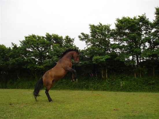 Re: Anybody ever ridden their own horse to the wedding?