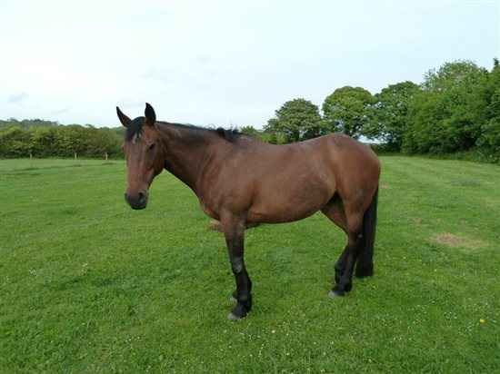 Re: Anybody ever ridden their own horse to the wedding?