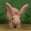 Aardvark