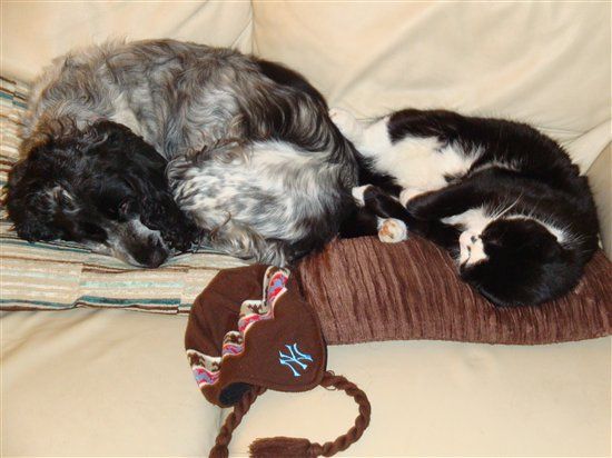 Re: Pics of Hitchers' Pets...