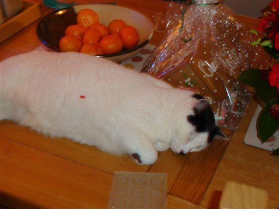 Re: Pics of Hitchers' Pets...