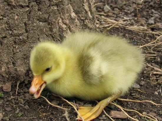 Re: Ryan Gosling Naked