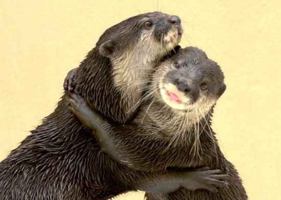 Re: requiring some otter hugs
