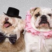 Re: WEDDING PLANNER OR DOG TRAINER?