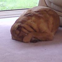 Re: Show me your pets!