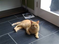 Re: Cats people - in here!