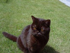 Re: Cats people - in here!