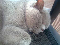 Re: Cats people - in here!