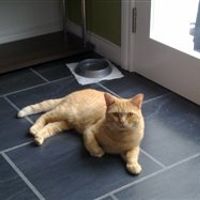 Re: Cats people - in here!