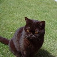 Re: Cats people - in here!