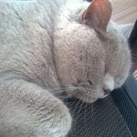 Re: Cats people - in here!