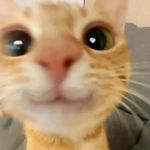 Amelia81