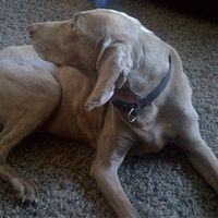 Re: Please can i have some get well vibes for my lovely dog.