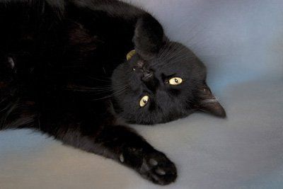 Re: Pics of Hitchers' Pets...