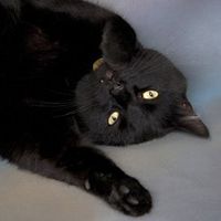 Re: Pics of Hitchers' Pets...