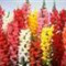 snapdragon